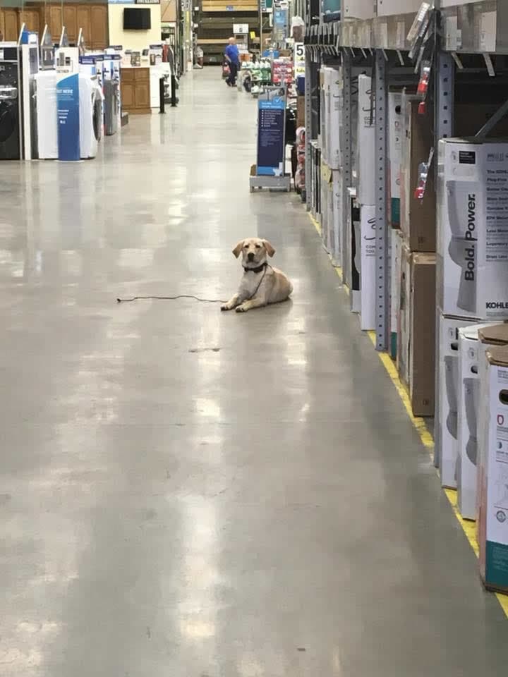 Board & Train Program - dog laying patiently in store