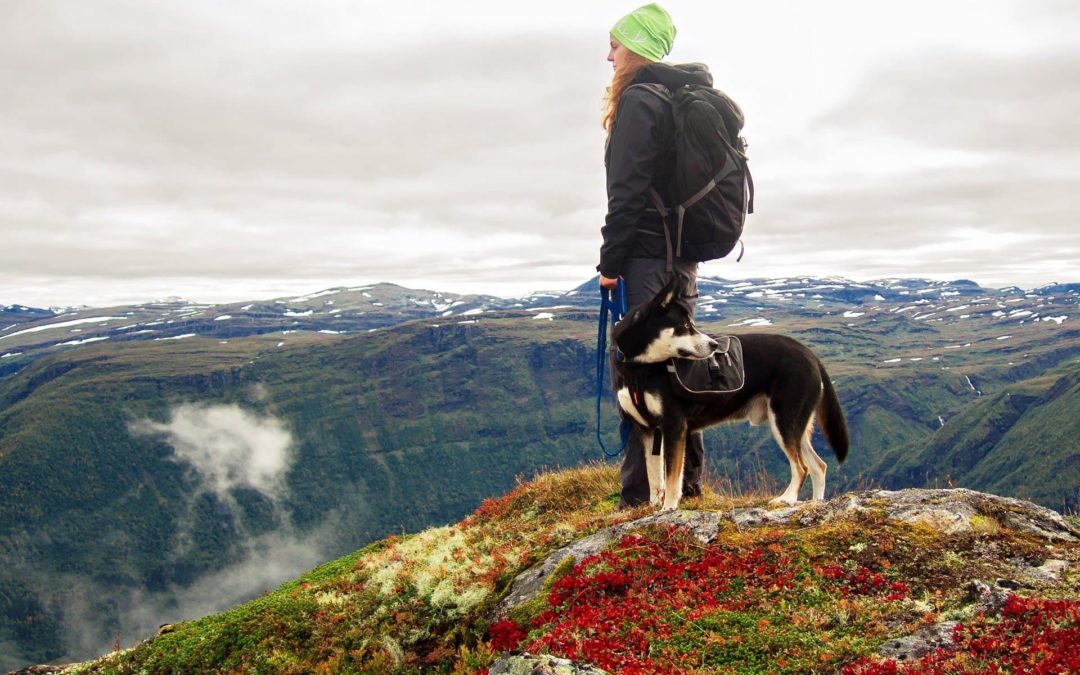 The Benefits of Hiking with your Dog