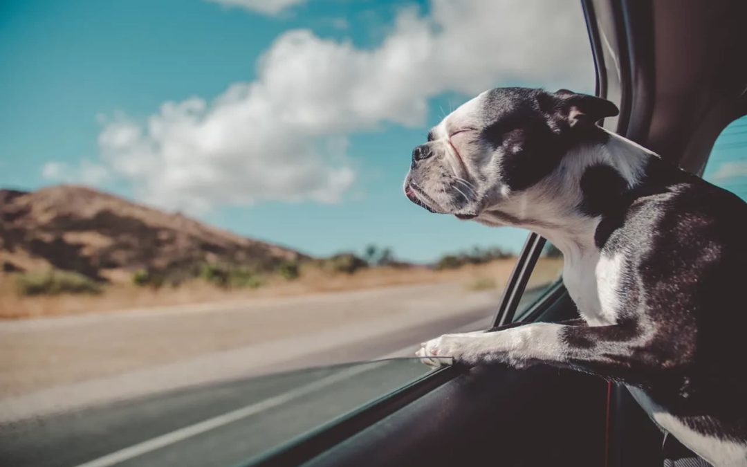 Pet-Friendly Places to Stay When Traveling