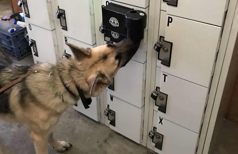 Detection dog training - Dog sniffing locker