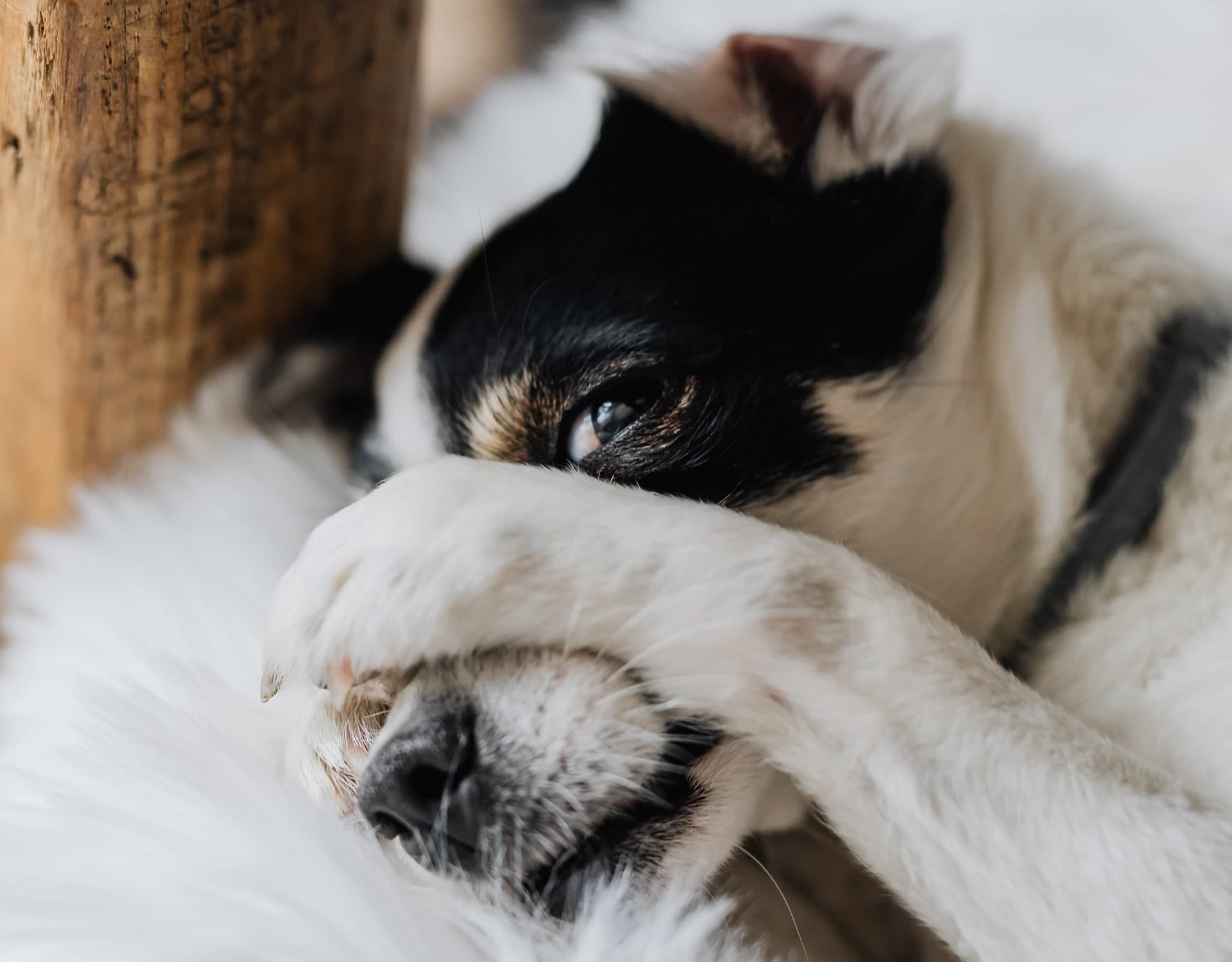 Housebreaking Your Dog