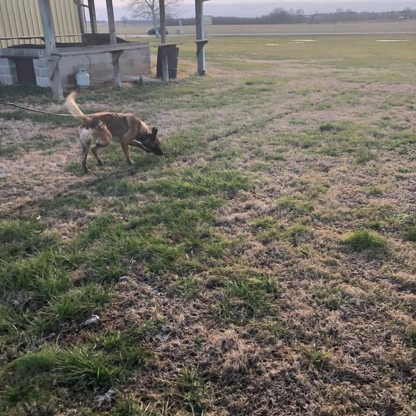 Training police dog to track scent