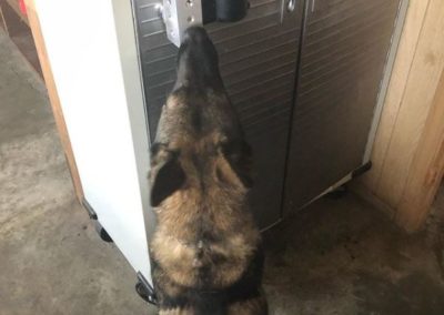 narcotics detection dog sniffing locker