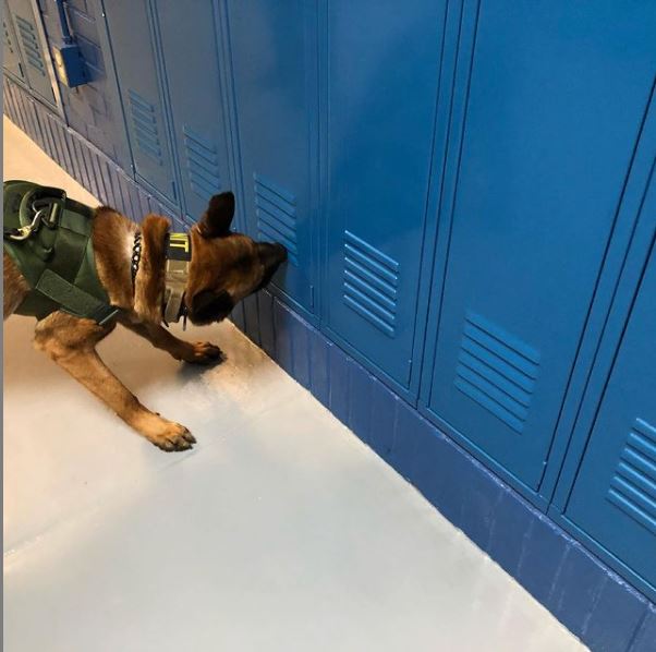 Narcotics Detection Dog Sniffing Locker