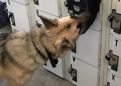 Drug sniffing dog services